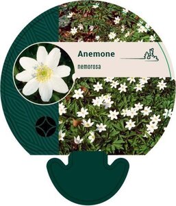 Anemone nemorosa geen maat specificatie 0,55L/P9cm - afbeelding 5