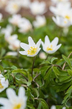 Anemone nemorosa geen maat specificatie 0,55L/P9cm - afbeelding 4