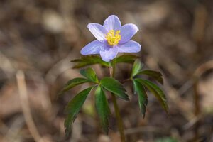 Anemone nem. 'Robinsoniana' geen maat specificatie 0,55L/P9cm