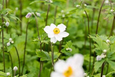 Anemone Ruffled Swan geen maat specificatie 0,55L/P9cm - afbeelding 1