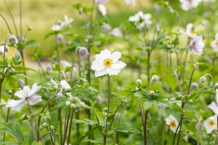 Anemone Ruffled Swan geen maat specificatie 0,55L/P9cm - afbeelding 2