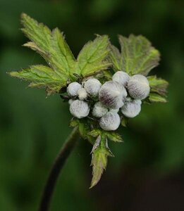 Anemone tom. 'Albadura' geen maat specificatie 0,55L/P9cm