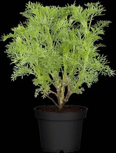 Artemisia abrotanum geen maat specificatie 0,55L/P9cm