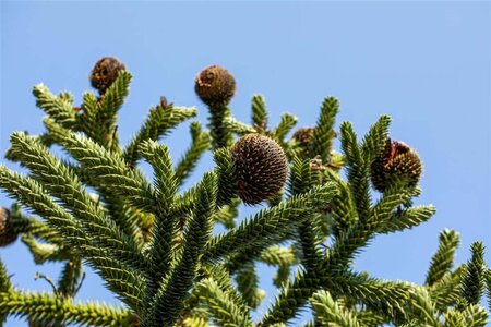 Araucaria araucana 30-40 cm cont. 5,0L - afbeelding 1