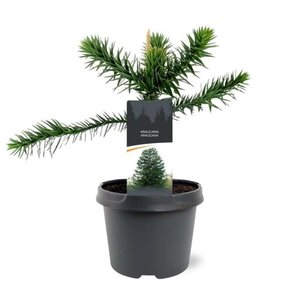 Araucaria araucana 30-40 cm cont. 5,0L - afbeelding 4