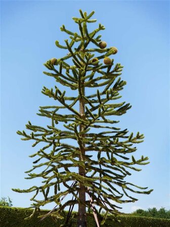 Araucaria araucana 30-40 cm cont. 5,0L - afbeelding 2