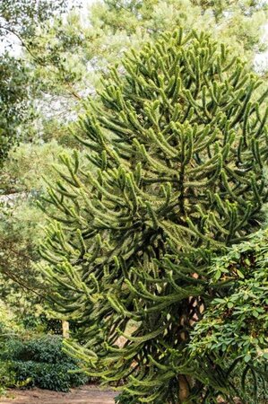 Araucaria araucana 30-40 cm cont. 5,0L - afbeelding 3