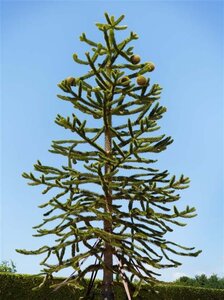 Araucaria araucana 80-100 cm cont. 10L - afbeelding 2