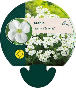 Arabis caucas. 'Snowcap' geen maat specificatie 0,55L/P9cm - afbeelding 1