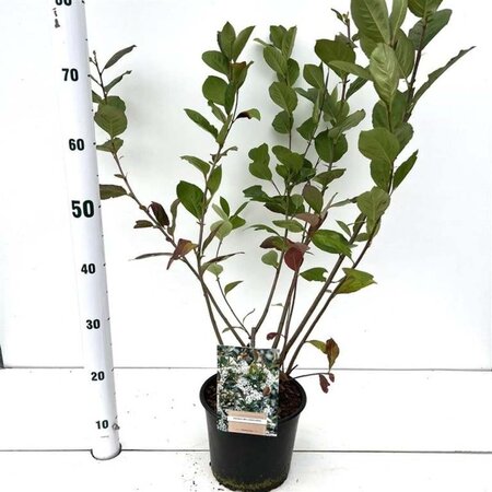 Aronia melanocarpa 60-80 cm cont. 3,0L