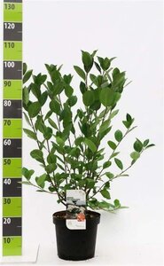 Aronia melanocarpa 80-100 cm cont. 7,5L - afbeelding 1