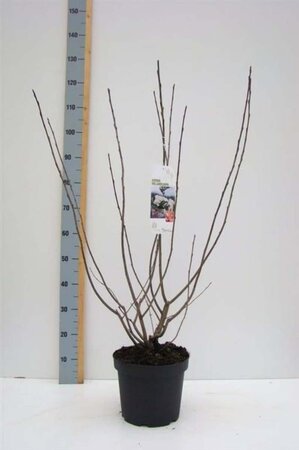 Aronia melanocarpa 80-100 cm cont. 7,5L - afbeelding 3