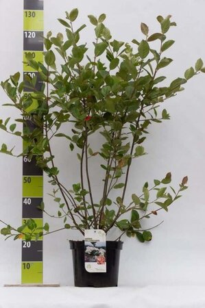 Aronia melanocarpa 80-100 cm cont. 7,5L - afbeelding 5