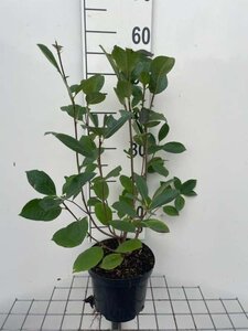 Aronia prunifolia 'Viking' 50-60 cm cont. 3,0L - afbeelding 1