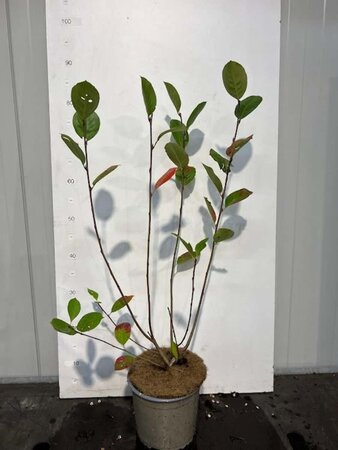 Aronia prunifolia 'Viking' 50-60 cm cont. 3,0L - afbeelding 4