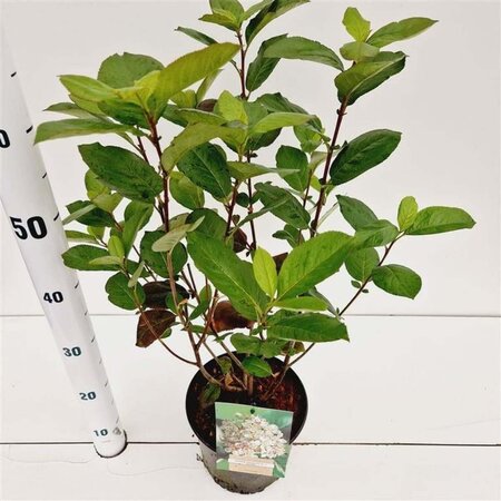 Aronia prunifolia 'Viking' 50-60 cm cont. 3,0L - afbeelding 2