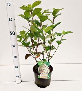 Aronia prunifolia 'Viking' 50-60 cm cont. 3,0L - afbeelding 3