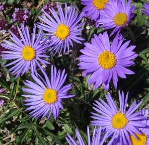 Aster alpinus geen maat specificatie 0,55L/P9cm - afbeelding 1