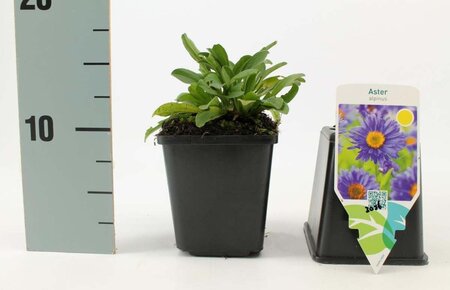 Aster alpinus geen maat specificatie 0,55L/P9cm - afbeelding 5