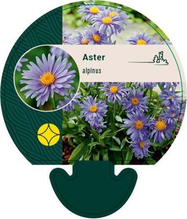 Aster alpinus geen maat specificatie 0,55L/P9cm - afbeelding 4