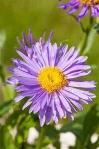 Aster alpinus geen maat specificatie 0,55L/P9cm - afbeelding 2