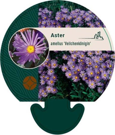 Aster amellus 'Veilchenkönigin' geen maat specificatie 0,55L/P9cm