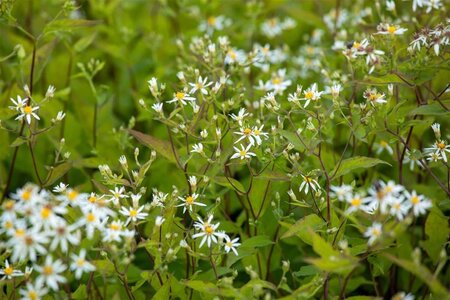 Aster divaricatus 'Tradescant' geen maat specificatie 0,55L/P9cm - afbeelding 1