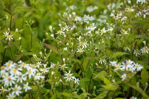 Aster divaricatus 'Tradescant' geen maat specificatie 0,55L/P9cm - afbeelding 1