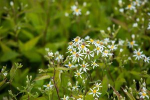 Aster divaricatus 'Tradescant' geen maat specificatie 0,55L/P9cm - afbeelding 2