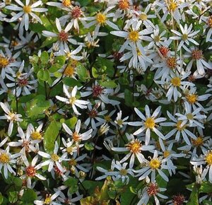 Aster divaricatus 'Tradescant' geen maat specificatie 0,55L/P9cm - afbeelding 4