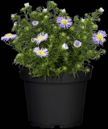 Aster dumosus geen maat specificatie 0,55L/P9cm - afbeelding 1