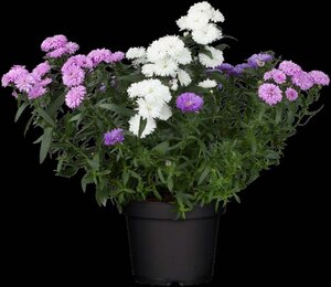 Aster dumosus geen maat specificatie 0,55L/P9cm - afbeelding 2