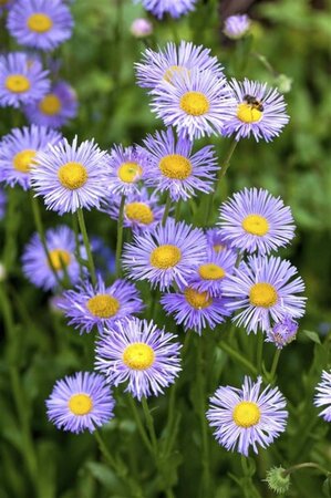 Aster dumosus geen maat specificatie 0,55L/P9cm - afbeelding 3