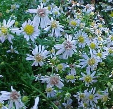 Aster ericoides 'Blue Star' geen maat specificatie 0,55L/P9cm - afbeelding 1