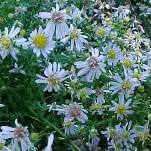 Aster ericoides 'Blue Star' geen maat specificatie 0,55L/P9cm - afbeelding 2