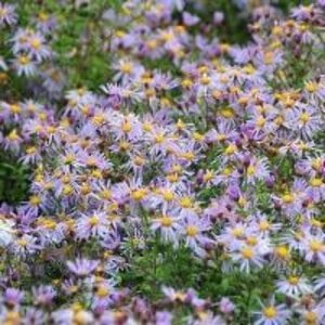 Aster 'Eleven Purple' geen maat specificatie 0,55L/P9cm