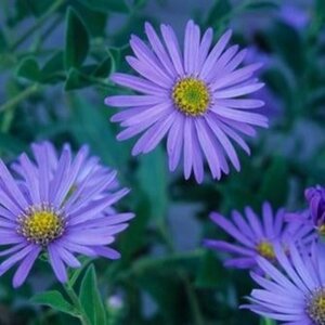 Aster frikartii 'Wunder von Stäfa' geen maat specificatie 0,55L/P9cm - afbeelding 3