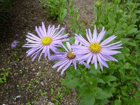 Aster frikartii 'Wunder von Stäfa' geen maat specificatie 0,55L/P9cm - afbeelding 1