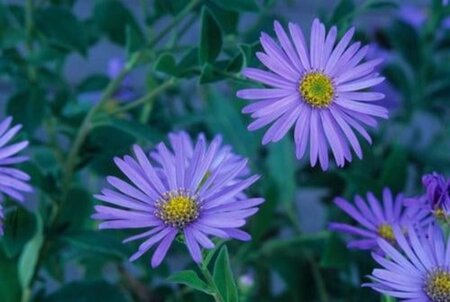 Aster frikartii 'Wunder von Stäfa' geen maat specificatie 0,55L/P9cm - afbeelding 4