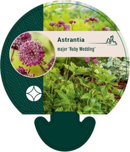 Astrantia maj. 'Ruby Wedding' geen maat specificatie 0,55L/P9cm