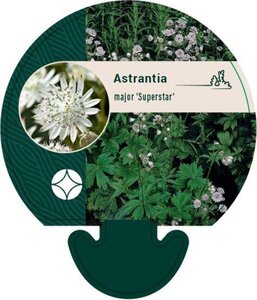 Astrantia maj. 'Superstar' geen maat specificatie 0,55L/P9cm