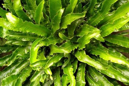 Asplenium scolopendrium geen maat specificatie cont. 3,0L - afbeelding 1