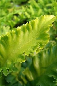 Asplenium scolopendrium geen maat specificatie cont. 3,0L - afbeelding 2