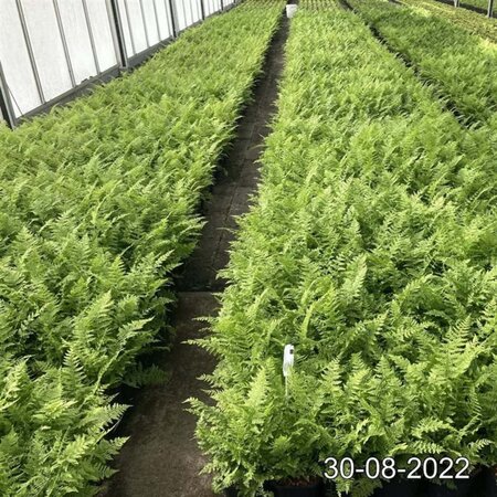 Athyrium filix-femina geen maat specificatie cont. 2,0L - afbeelding 2