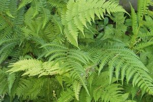 Athyrium filix-femina geen maat specificatie cont. 2,0L - afbeelding 1