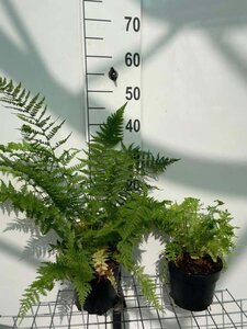 Athyrium filix-femina geen maat specificatie cont. 2,0L - afbeelding 4