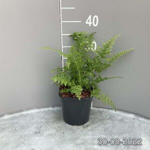 Athyrium filix-femina geen maat specificatie cont. 2,0L - afbeelding 3