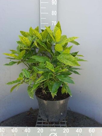 Aucuba jap. 'Variegata' 60-80 cm cont. 15L