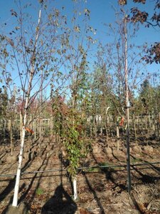 Betula albosin. 'Fascination' 10-12 cm draadkluit geveerd