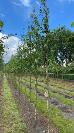 Betula nigra 12-14 Hoogstam draadkluit 2 X verplant - afbeelding 5